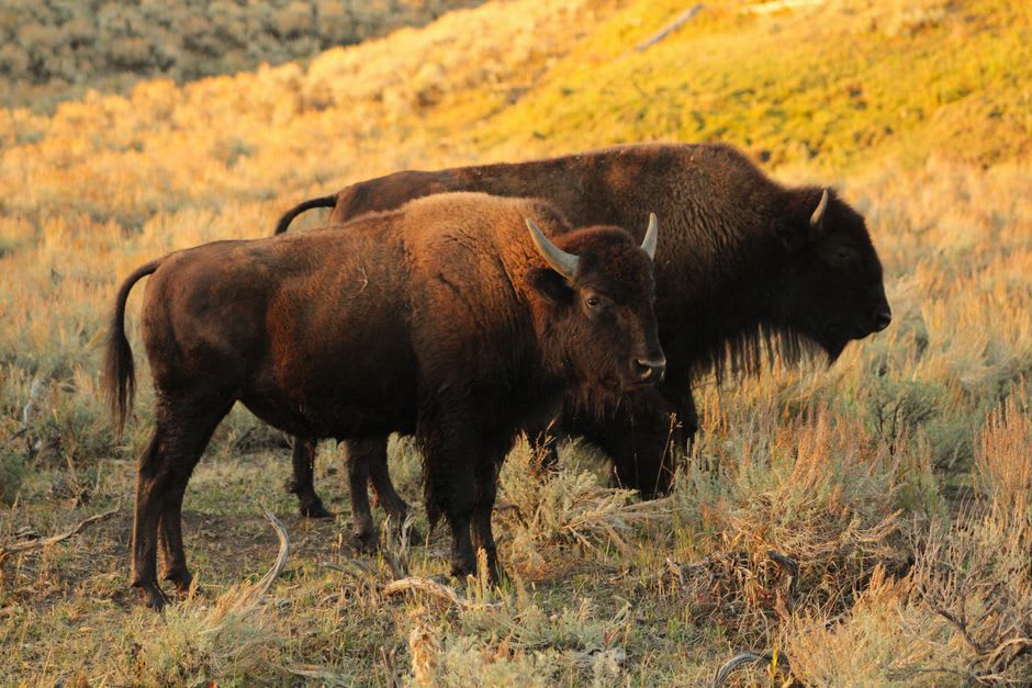 A lone bison bull standing in golden aspen woodland at Elk Island, dust rising from its coat in low afternoon light