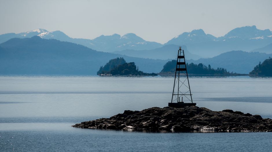 Kelp geese floating on the calm water of Lapataia Bay with forested hills behind