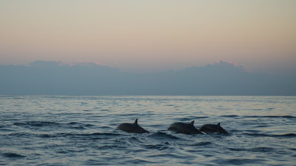 A pod of spinner dolphins surfacing near a wooden jukung boat off Lovina at sunrise