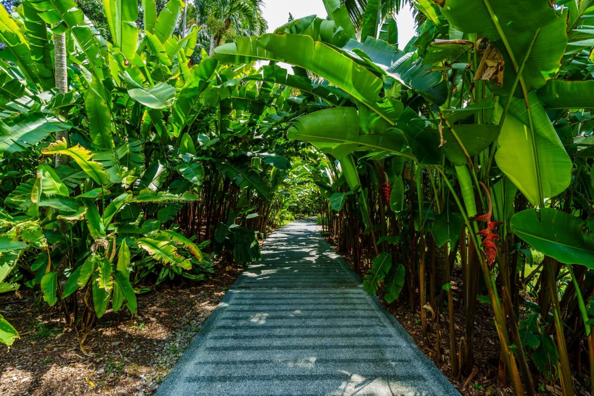 El sendero a través de Welchman Hall Gully bajo imponentes helechos arborescentes y palmeras de crecimiento antiguo