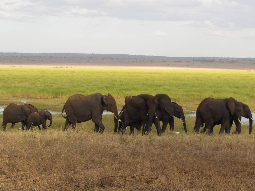 Herd of elephants walking toward the Mekrou River through dry savanna grass in W National Park