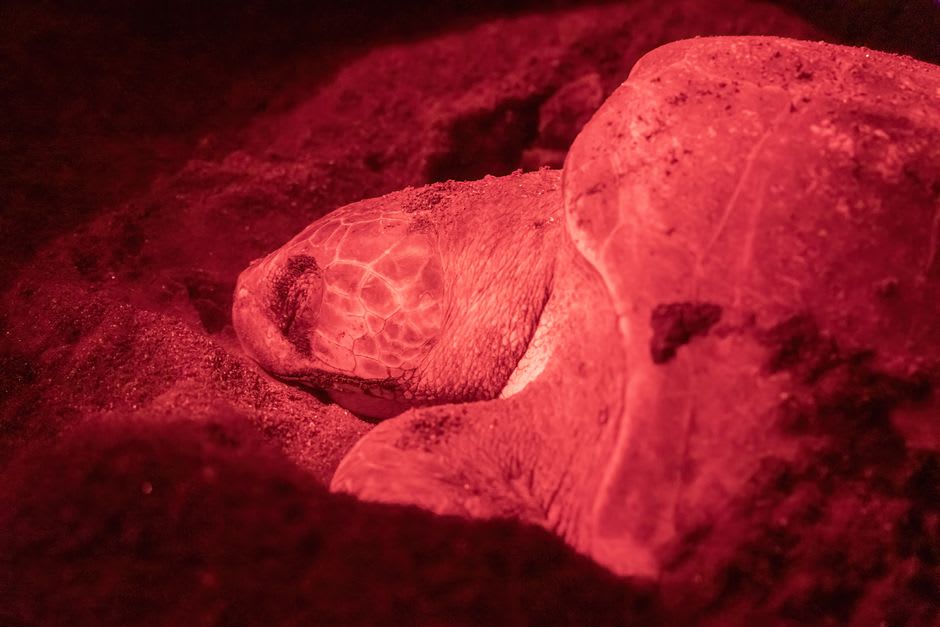 Green turtle nesting on the sand at night on Derawan Island