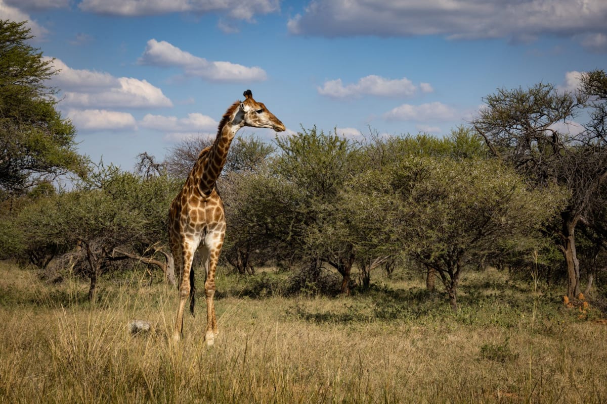 The ancient fossil riverbed of Deception Valley stretching to the horizon under a vast Kalahari sky, with scattered acacia trees casting long shadows