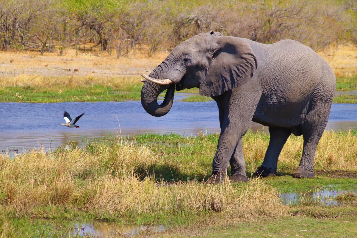 Una mokoro deslizándose en silencio por los canales de papiro del Okavango al amanecer
