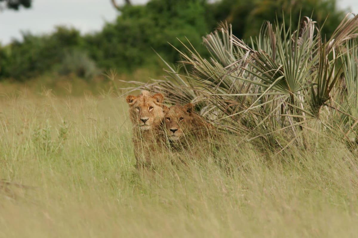 Un jeune mâle lion au point d'eau de Savuti à midi, buvant tandis qu'un troupeau d'impalas l'observe prudemment depuis la rive opposée