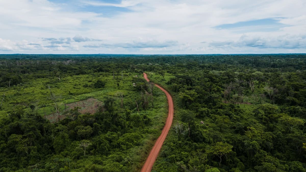 La selva primaria del Parque Nacional de Lobéké, enormes árboles con raíces tabulares que se elevan sobre un denso sotobosque, luz moteada alcanzando el suelo del bosque