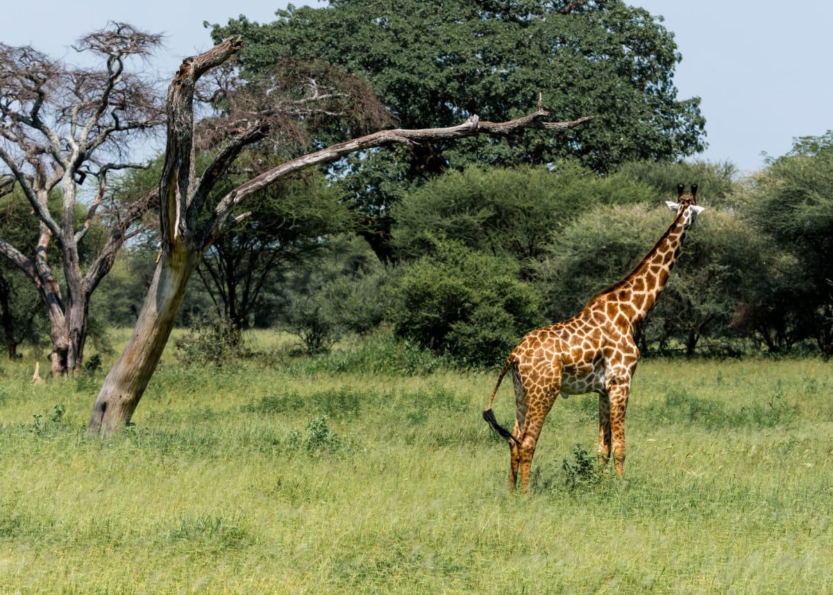 Une paire de girafes de Kordofan se déplaçant dans une forêt d'acacias à Waza, leurs longs cous se découpant au-dessus de la ligne des arbres dans la lumière dorée et plate de la fin d'après-midi