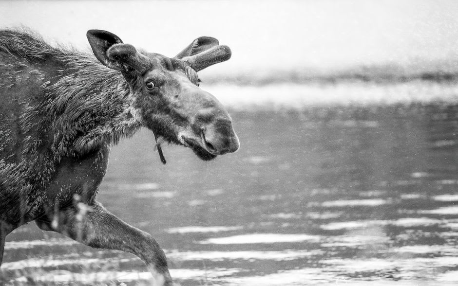 Un orignal debout dans un marais peu profond au crépuscule dans le parc Algonquin, entouré de forêt boréale