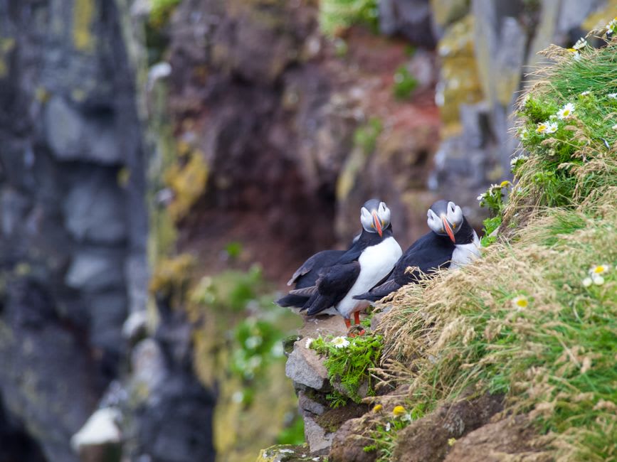 Atlantic puffins gathered on the cliffside colony near Elliston, Newfoundland