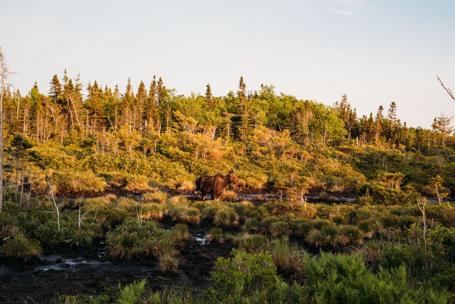 A moose standing in the boreal forest near the Skyline Trail boardwalk