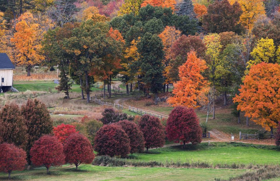 Sugar maples in full red and orange color along a Quebec country road