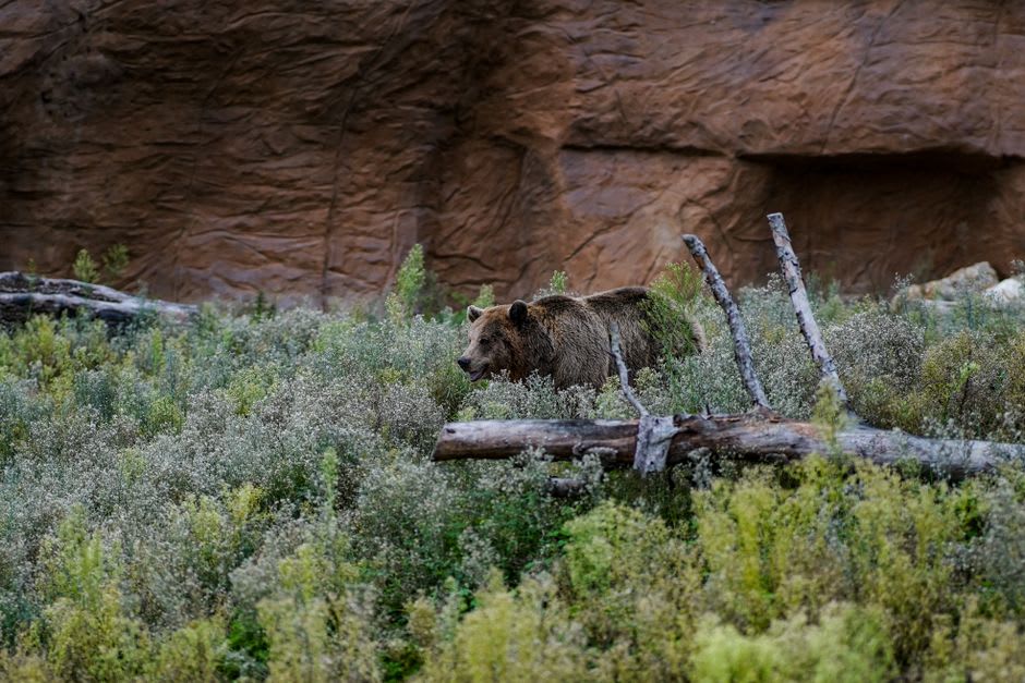 Grizzli fourrageant sur un flanc de colline couvert de buissons de baies dans le parc national Kluane