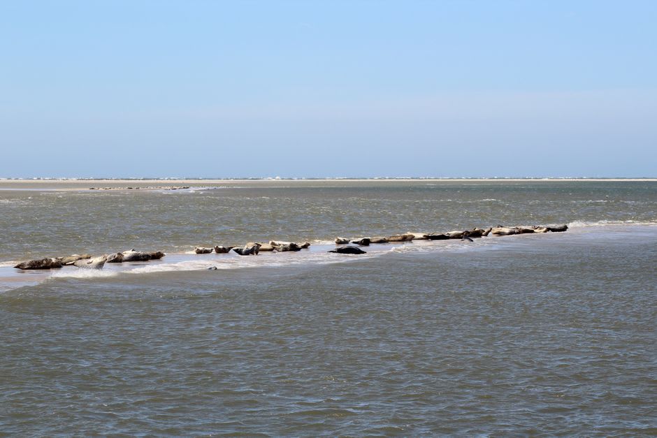 Phoques gris échoués sur un banc de sable dans les eaux de la lagune du parc national Kouchibouguac