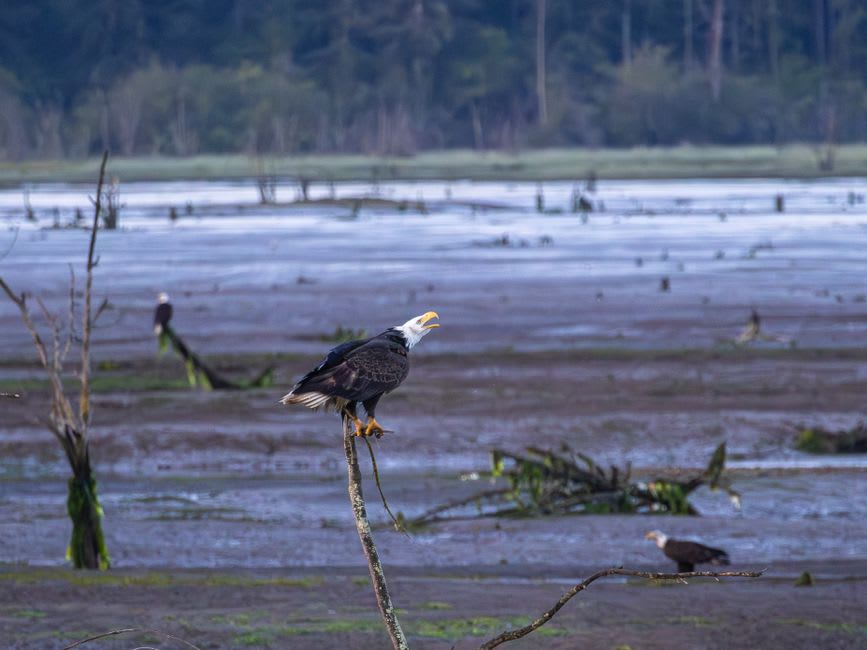 Bald eagle standing on exposed mudflats at Irving Nature Park near Saint John