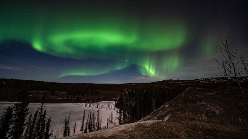 Northern lights in green and violet ribbons over a dark spruce forest silhouette outside Whitehorse