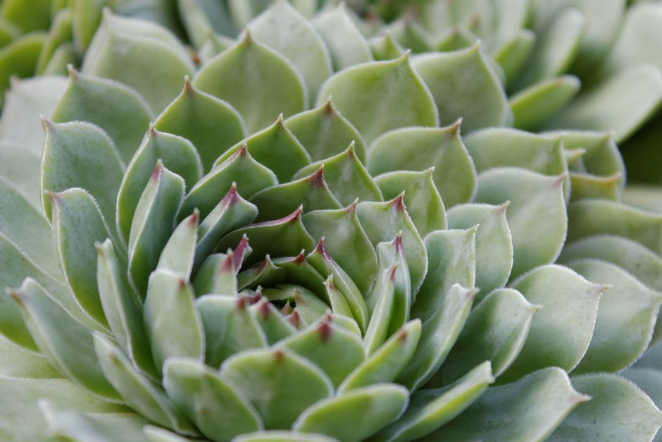 Suculentas y áloes en el Jardín Botánico Nacional del Desierto Karoo cerca de Worcester