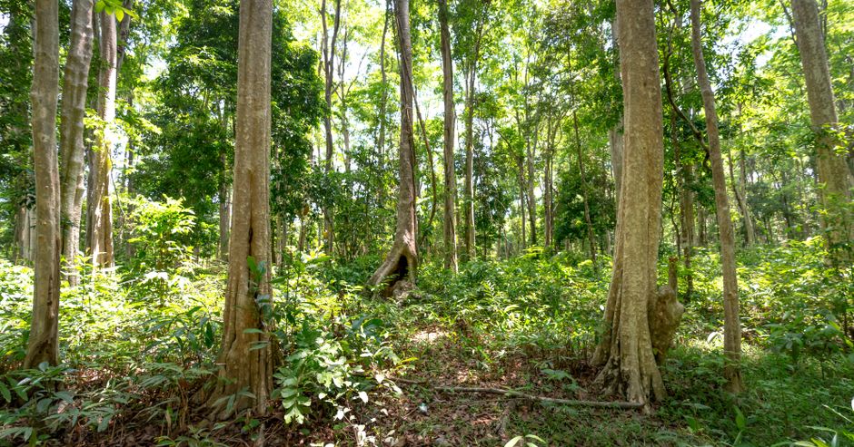 Des plants de café sauvage de forêt poussant sous la dense canopée forestière près de Gamboula