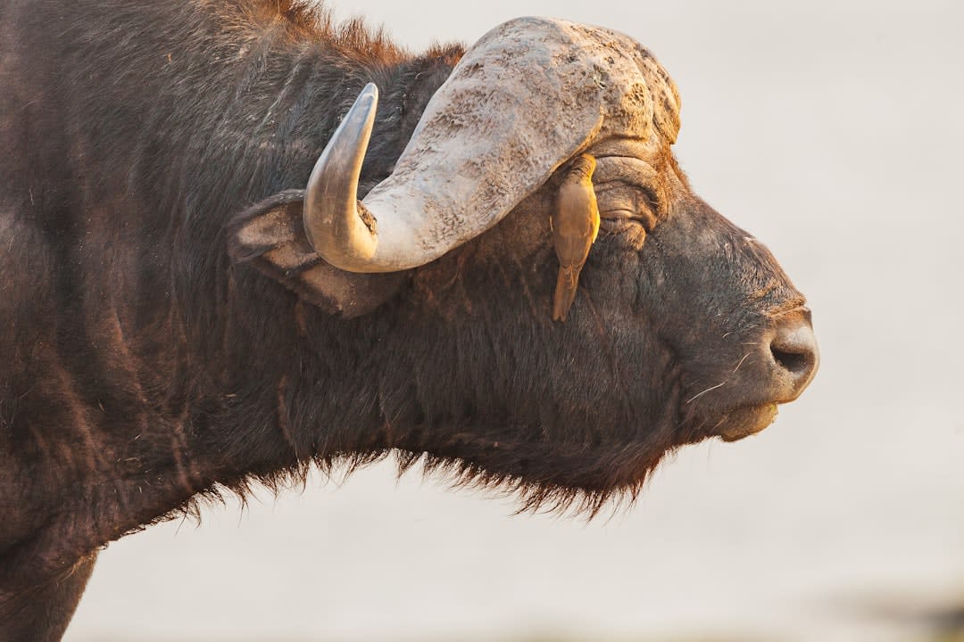 Des éleveurs peuls négociant les prix du bétail sur le marché animé en périphérie de Kaga-Bandoro