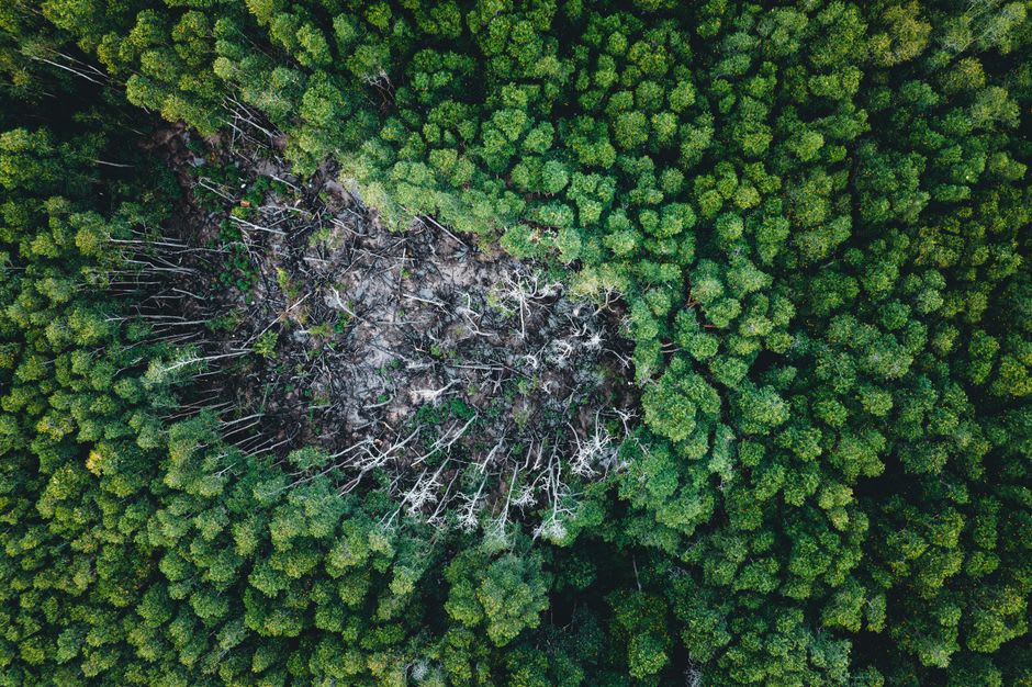 Canopée de forêt tropicale intacte bordant la cour à bois défrichée en périphérie de Nola