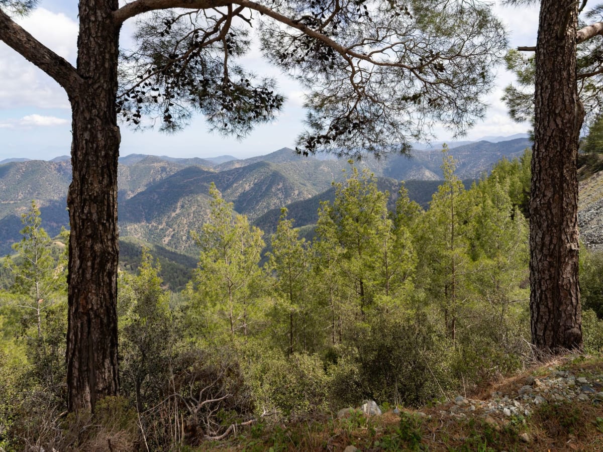 Le sentier fluvial sous Kakopetria, platanes avec des racines dans la rivière Kargotis, lumière dorée d'automne filtrant à travers le feuillage au-dessus