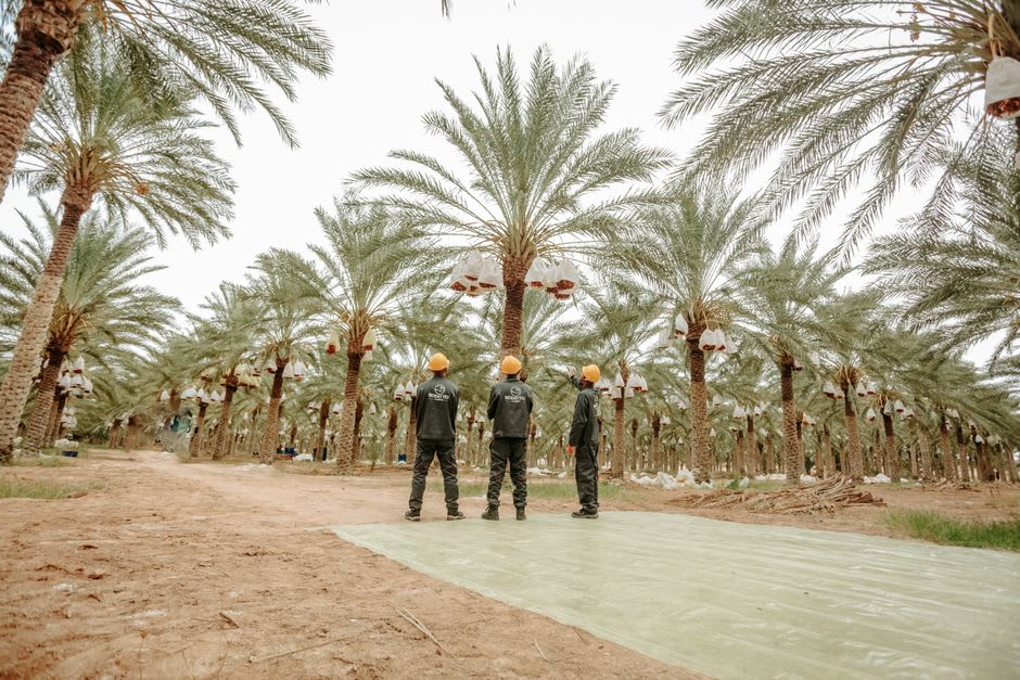 Des palmiers dattiers et des champs irrigués dans l'oasis de Ghor es-Safi, avec des collines désertiques sèches s'élevant à l'arrière-plan