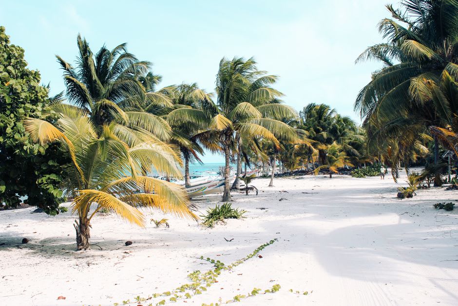 Filas de palmeras de coco a lo largo de un tramo vacío de playa de arena blanca en Isla Saona