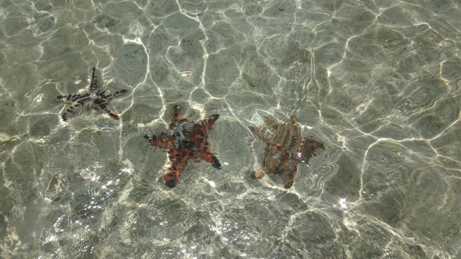 Un grupo de estrellas de mar rojas descansando en un banco de arena poco profundo cerca de Isla Saona