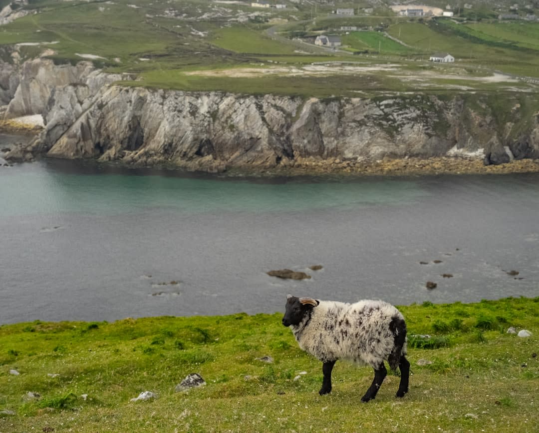 Cabras salvajes pastando en el acantilado ventoso de El Morro sobre Monte Cristi