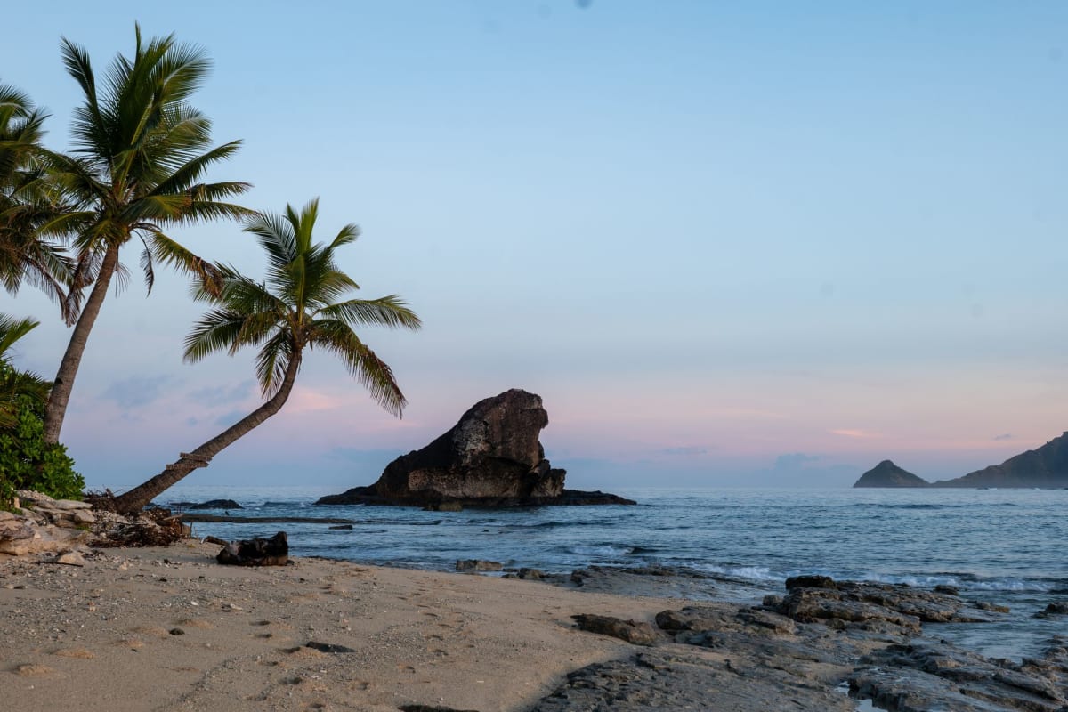 A traditional Fijian copra plantation on Vanua Levu, rows of mature coconut palms stretching toward the hills above the south coast