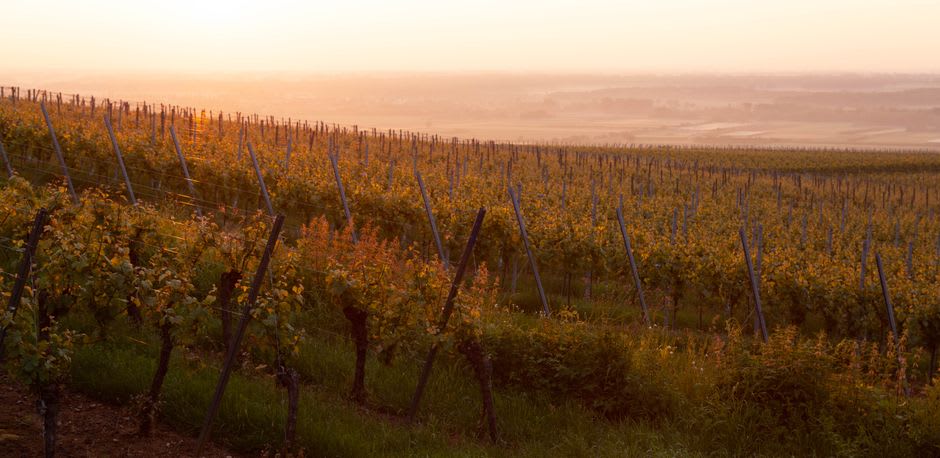Lumière dorée de fin d'après-midi sur les rangs escarpés du vignoble grand cru des Coteaux Historiques au-dessus d'Aÿ