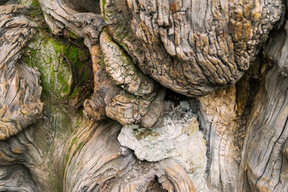 Sandstone boulders and gnarled oak trees in the Fontainebleau forest near Barbizon
