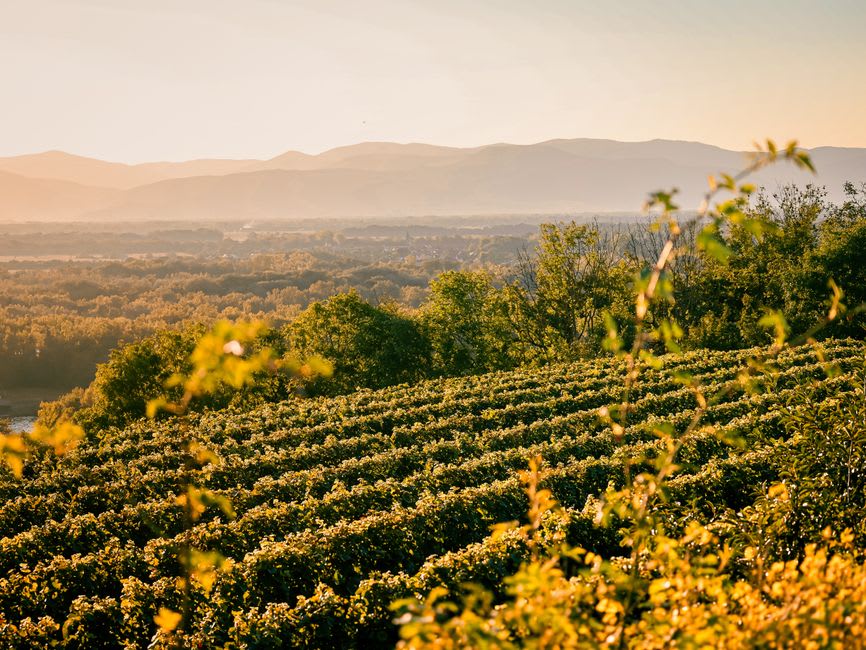 Hileras de viñas de Malbec en la meseta caliza sobre Cahors, con el valle del Lot visible a lo lejos