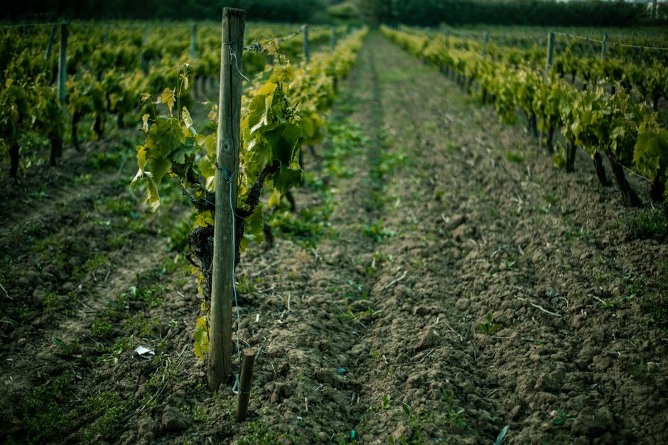 Sol calcaire crayeux constellé de fossiles dans un rang de vigne sur le coteau Grand Cru au-dessus de Chablis