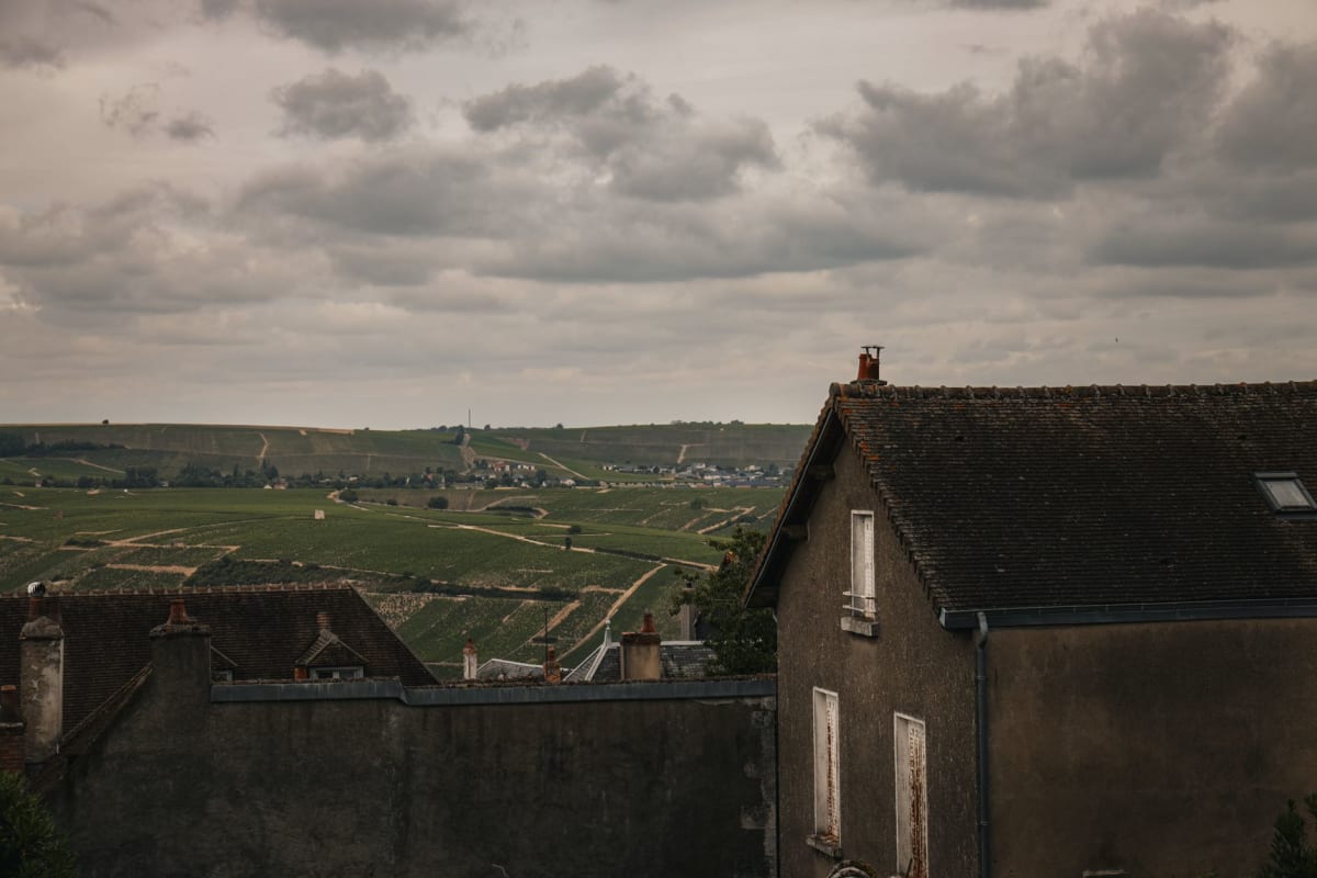 Vineyards along the Loire River in golden afternoon light