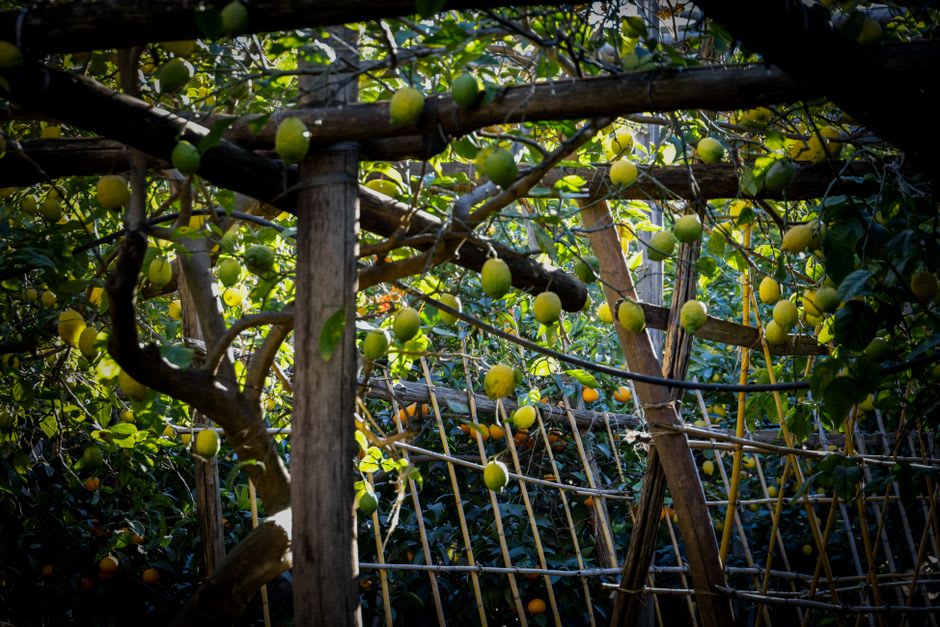 Rangées de citronniers chargés de fruits jaunes sur un coteau en terrasses au-dessus de Menton
