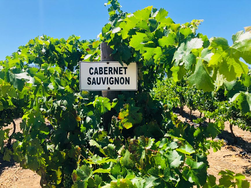 Des rangées de vignes de cabernet sauvignon courant vers l'estuaire de la Gironde dans l'appellation Pauillac, avec un château visible au loin