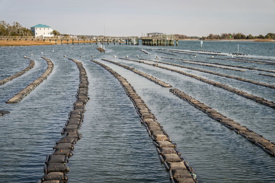 Lignes d'huîtres d'un perliculteur suspendues sous la surface du lagon de Mangareva, un petit bateau amarré à proximité