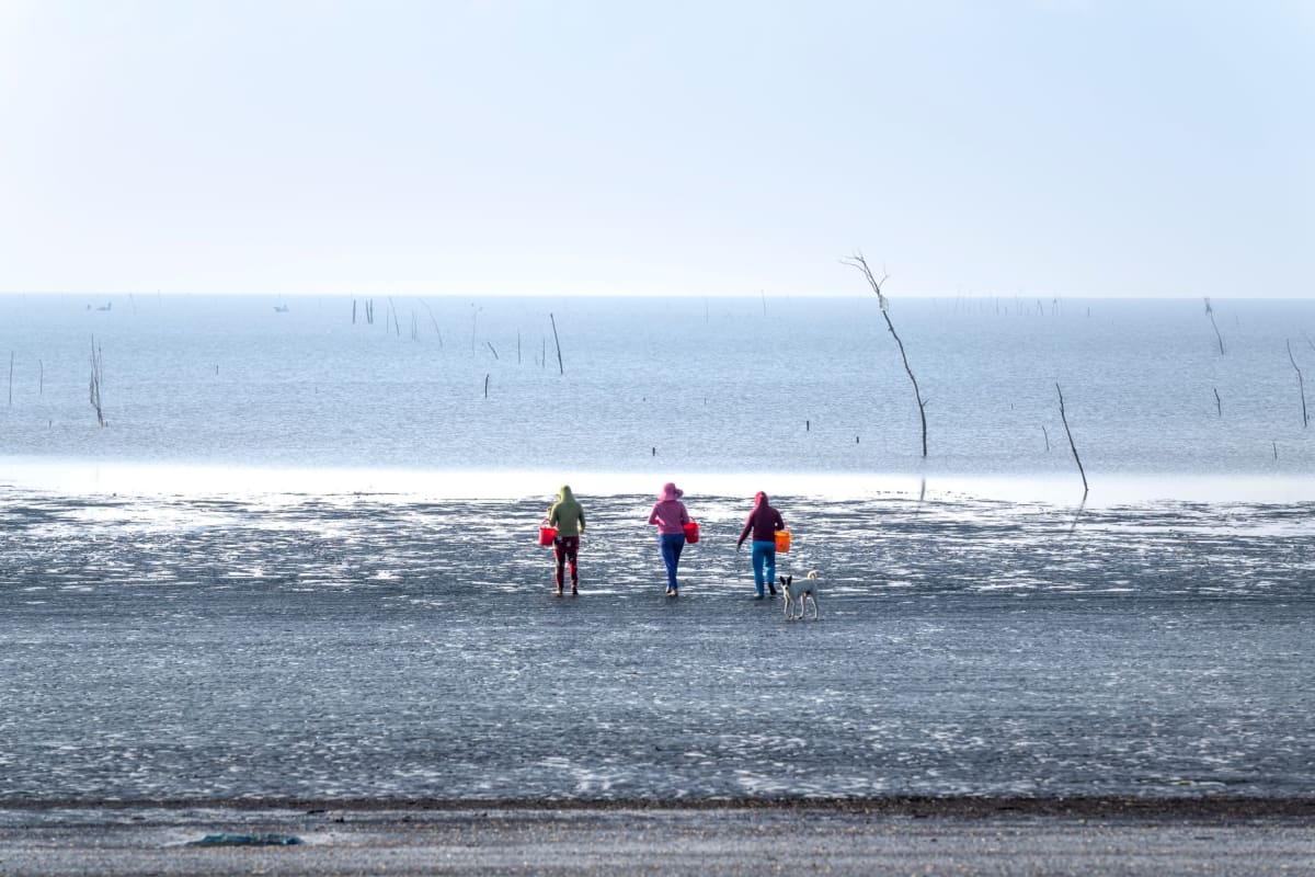 Aerial view of Xiapu's tidal channels at mid-morning, mudflats gleaming in full light with fishing nets laid out to dry