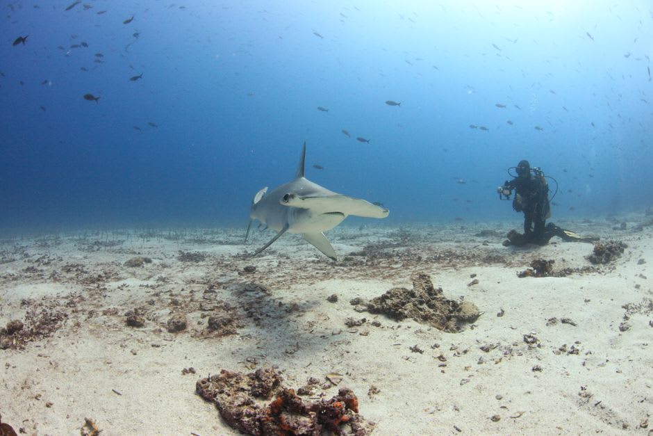 Buzos flotando en aguas abiertas bajo cardúmenes de tiburones martillo cerca de Darwin Island