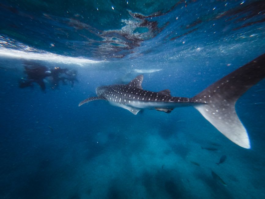 Tiburón ballena deslizándose frente a buzos en aguas abiertas cerca de Darwin Island