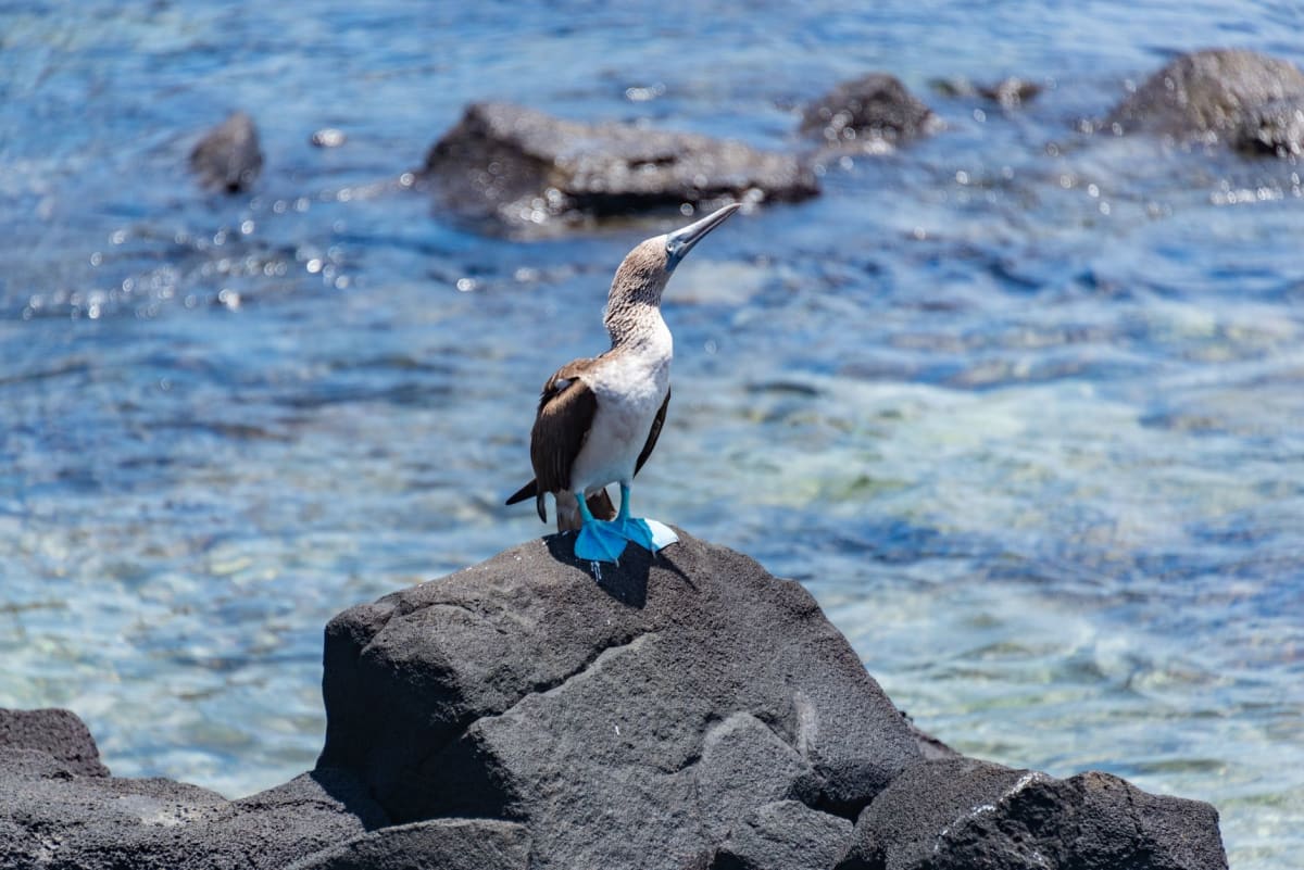 Flamencos de pie en la tranquila laguna de agua salada rosada detrás de Puerto Villamil en la isla Isabela, Galápagos