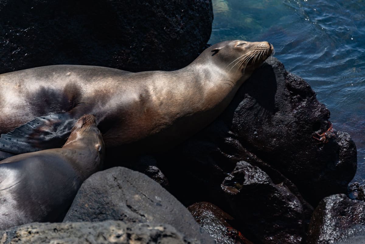 Piqueros de Nazca anidando en las salientes de basalto negro de Kicker Rock a la hora dorada, con el Pacífico extendiéndose detrás