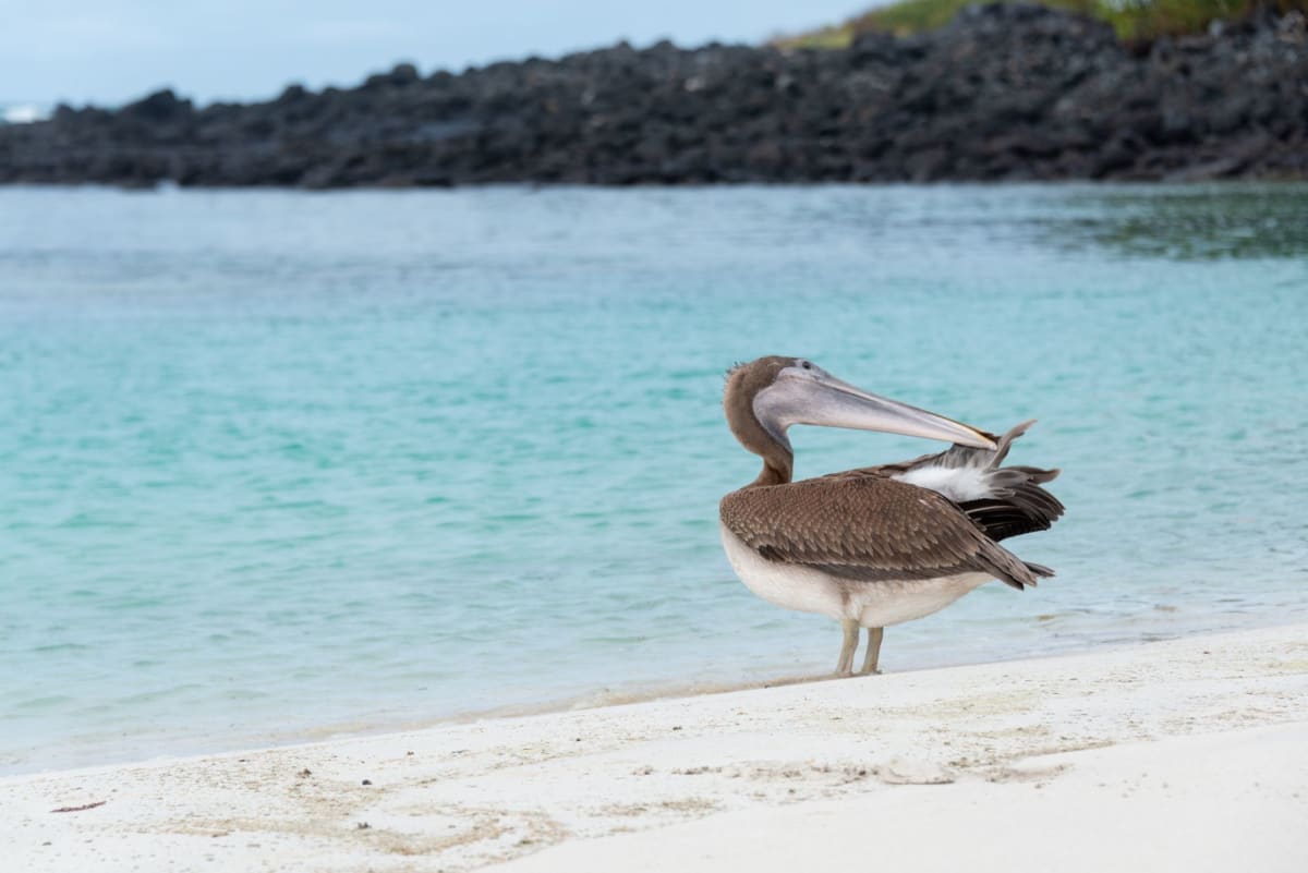 Un hippocampe accroché au corail dans les eaux chaudes et limpides à l'intérieur de Los Túneles au large de l'île Isabela, aux Galápagos