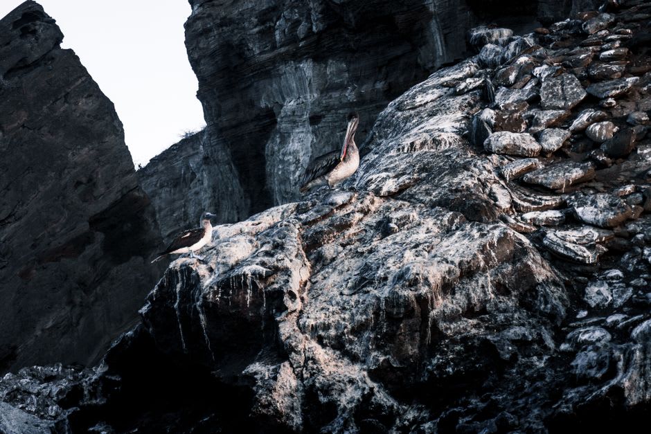 Sea cliffs on the south side of Plaza Sur with seabirds riding the updraft