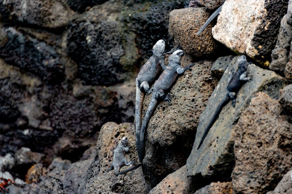 Marine iguanas basking on black volcanic rocks along the Santiago Island coastline
