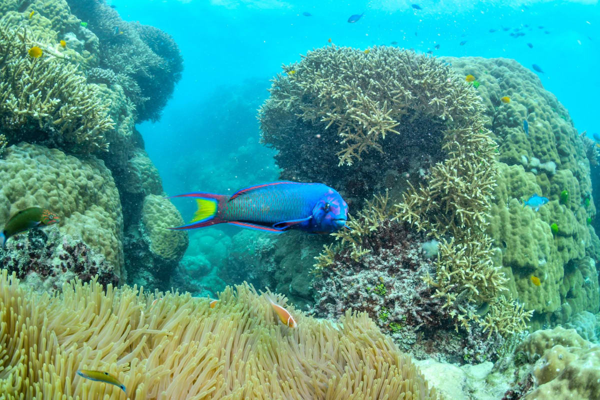 Un mérou géant au Cod Hole du récif en ruban — l'une des rencontres les plus improbables de l'océan, un poisson d'un mètre qui s'approche avec une totale confiance