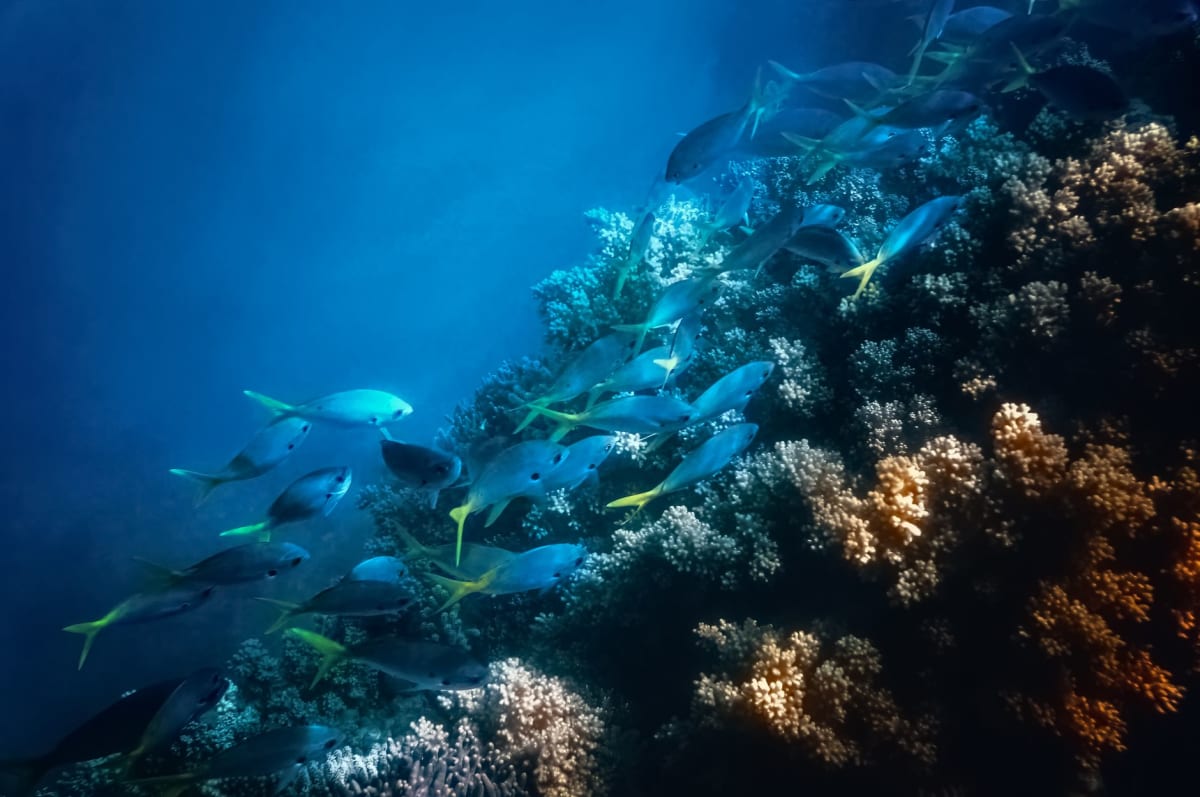 Vue aérienne des récifs en ruban — une bande étroite de corail courant le long du bord du plateau continental avec le bleu profond de l'océan ouvert au-delà