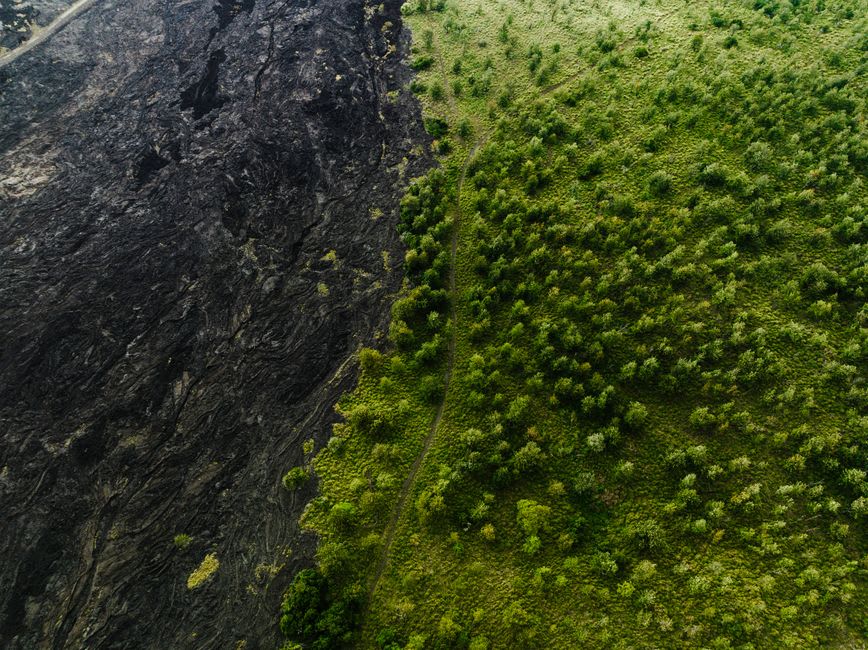 De la vapeur s'échappant d'une bouche dans le sol de lave craquelé du cratère Kilauea Iki, avec de jeunes fougères poussant à proximité