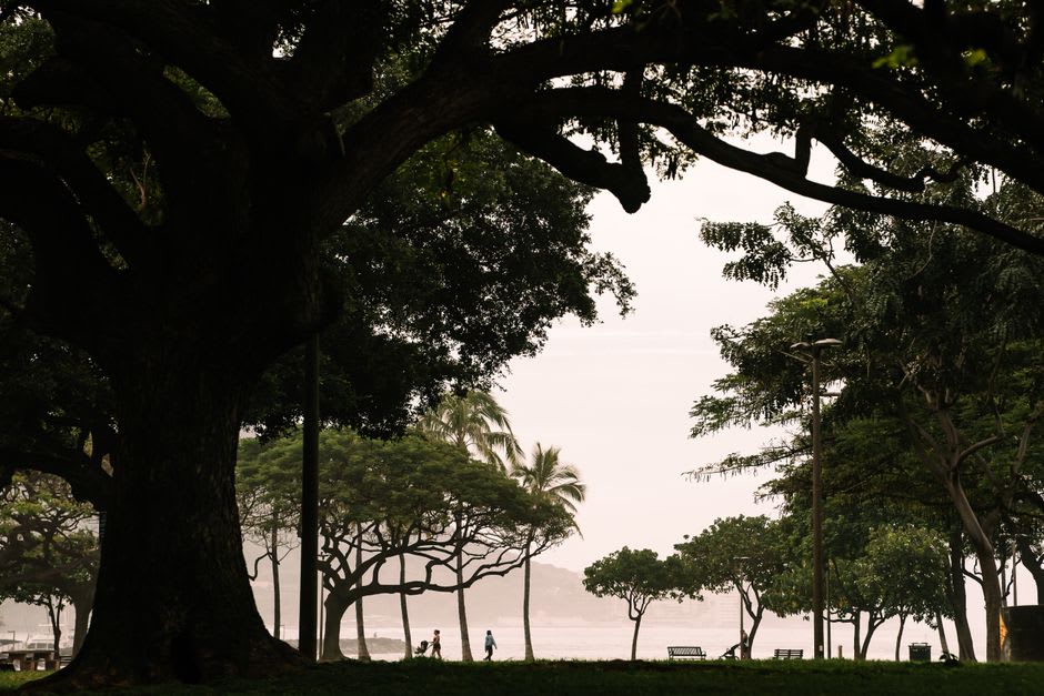 New green growth emerging from the blackened trunk and aerial roots of the Lahaina banyan tree after the 2023 wildfire