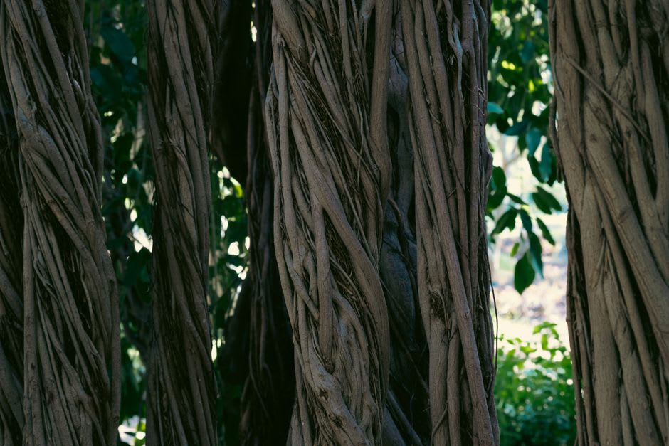 The full spreading canopy of the banyan tree viewed from the edge of Lahaina's historic square, aerial roots forming secondary trunks